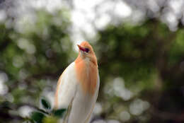 Bubulcus coromandus (Boddaert 1783) resmi