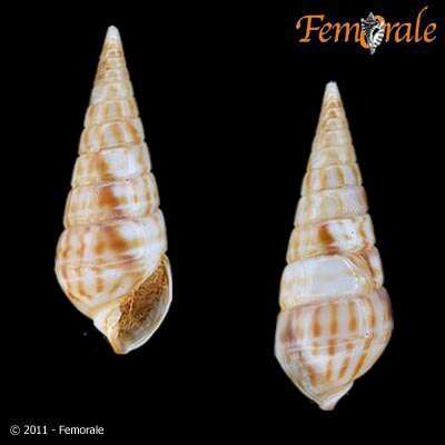 unclassified Gastropoda resmi