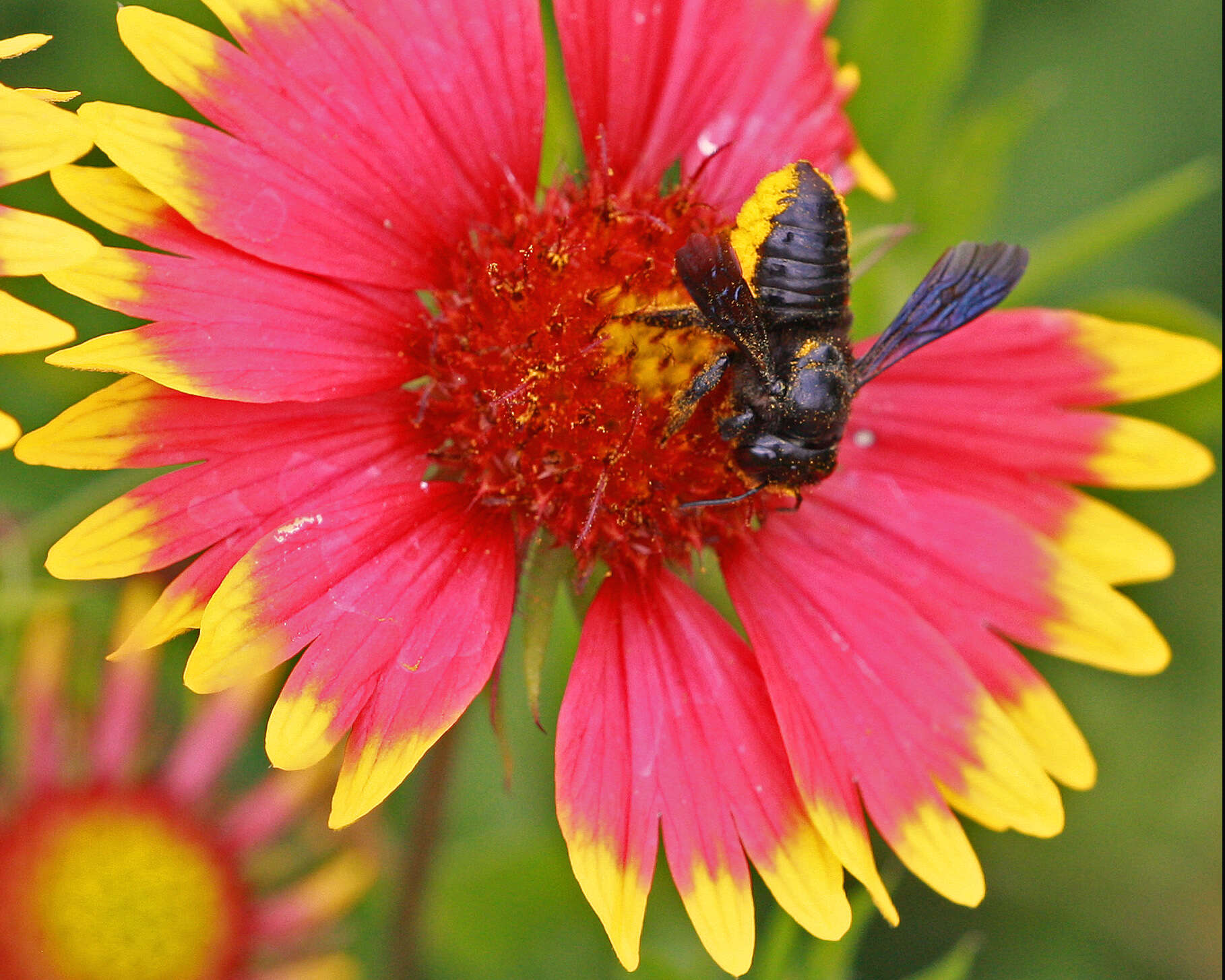 Image of Carpenter-mimic Leaf-cutter Bee