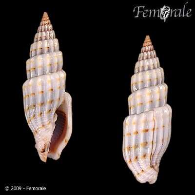 Vexillum intertaeniatum (G. B. Sowerby II 1874) resmi