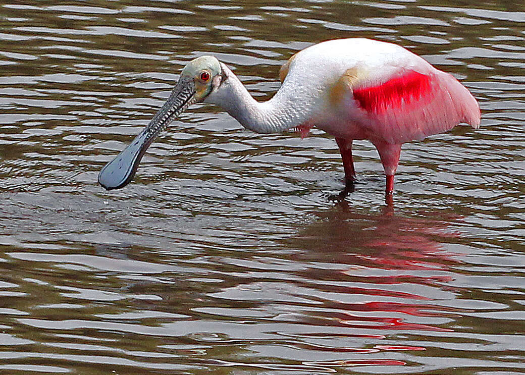 Image of Roseate Spoonbill