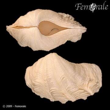 Image of giant clam