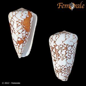 Image of cone snails