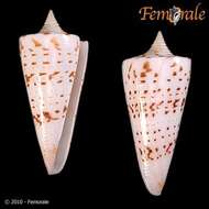 Image of cone snails