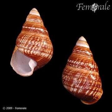 Image of Achatinella