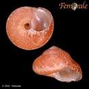 Tegula fasciata (Born 1778) resmi