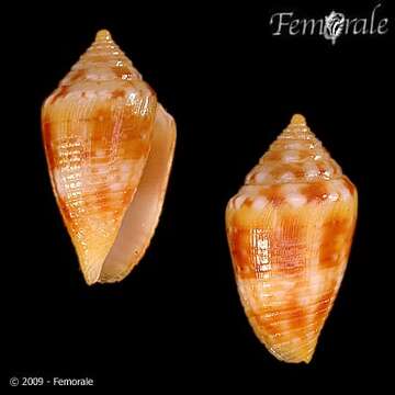 Image of Conasprella damasoi (Cossignani 2007)