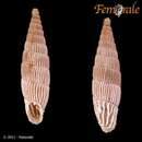 صورة <i>Albinaria praeclara parallelifera</i> (O. Boettger 1878)