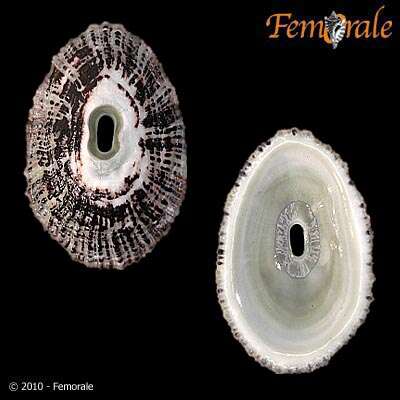 Image of Fissurellinae J. Fleming 1822