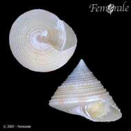 Image of Calliostoma Swainson 1840