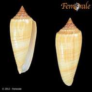 Imagem de Conus ochroleucus Gmelin 1791