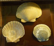 Image of Flabellipecten burdigalensis