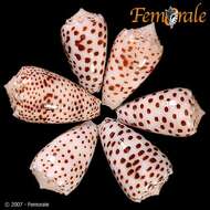 Image of cone snails