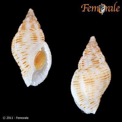 <i>Eosipho dentatus</i> (Shepman 1911) resmi