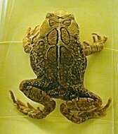 Image of Common African toad