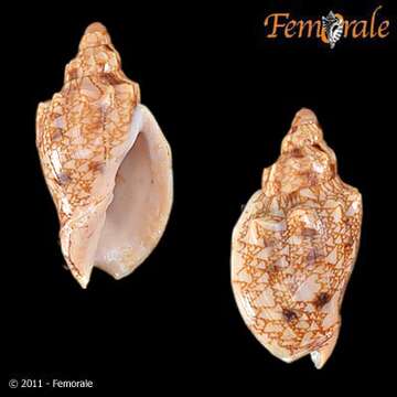 Image of Odontocymbiola Clench & R. D. Turner 1964