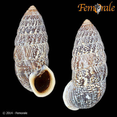 Image of <i>Cerion miramarae</i> Sanchez Roig 1951