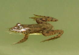 Image of Indian Skipper Frog