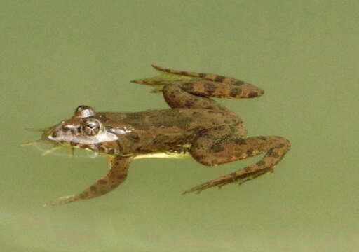 Image of Indian Skipper Frog