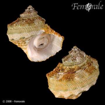 Image of turban snail