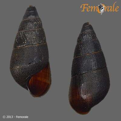 Image of Pachychilidae