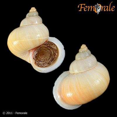 صورة Pomatiidae