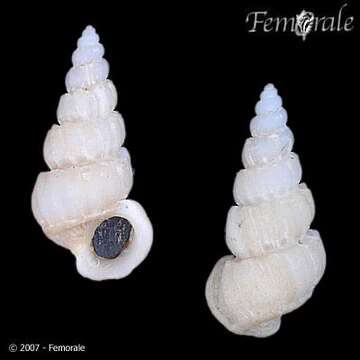 Image of unclassified Gastropoda