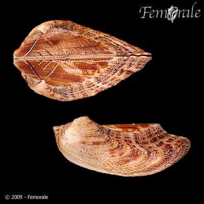 Image of Ark clam