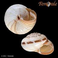 Image of Helicellidae