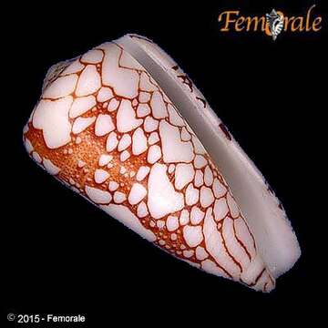 Image of cone snails