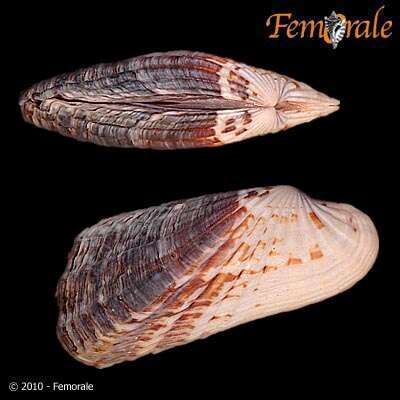 Image of Cardita affinis californica Deshayes 1854