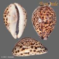 Image of cowrie