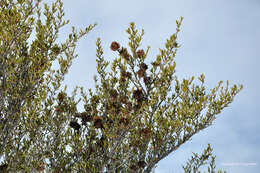 Plancia ëd Cercocarpus ledifolius var. intercedens C. K. Schneid.