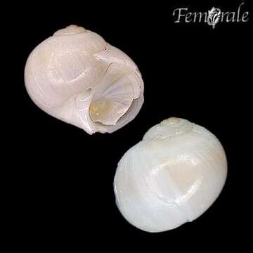 Image of moon snail