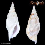 Imagem de Rostellariidae Gabb 1868