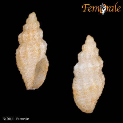 Image of Columbellidae Swainson 1840