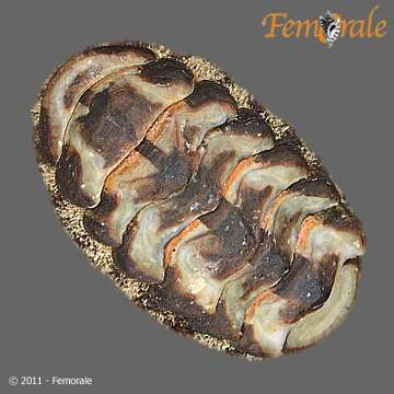 Image of fuzzy chiton