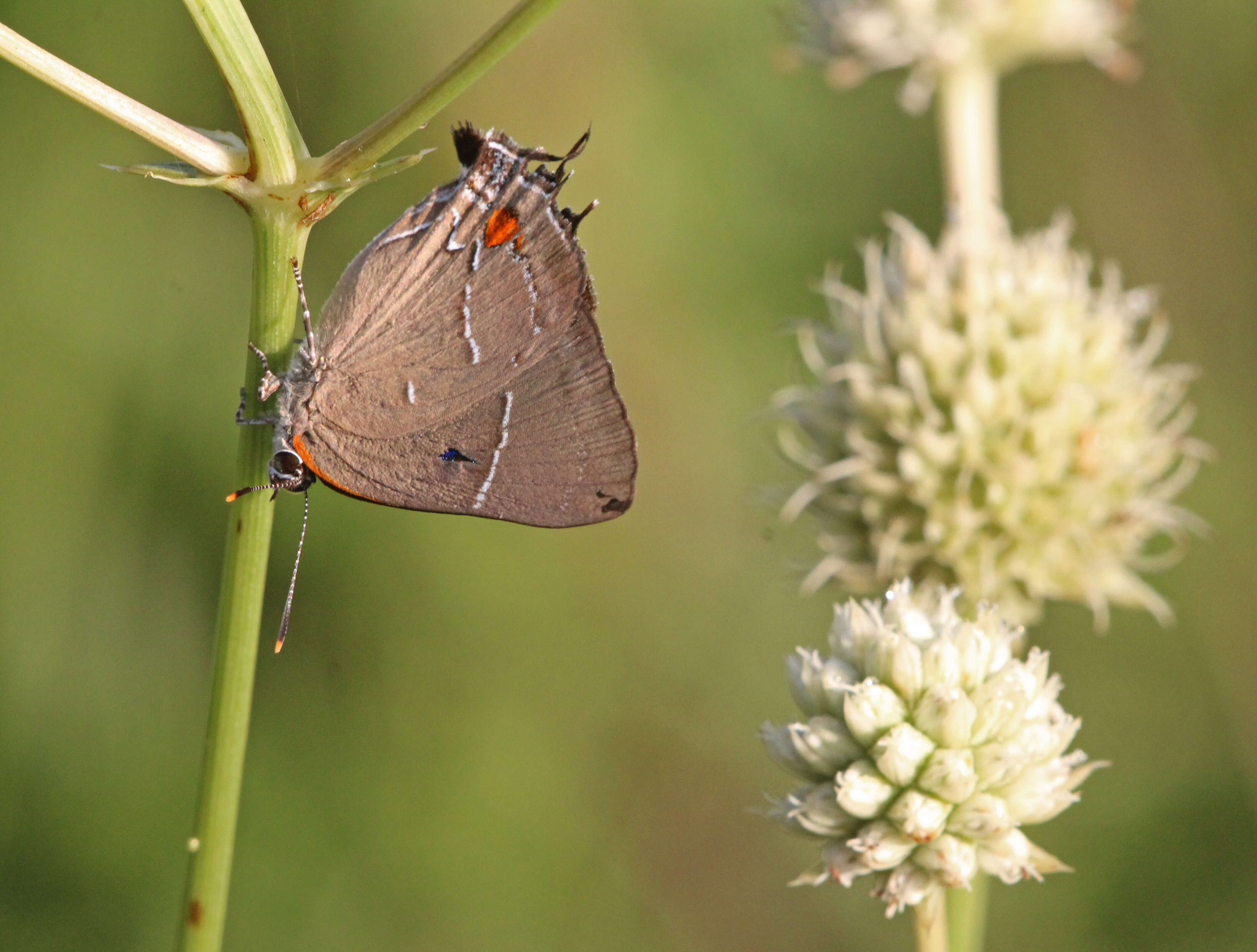 Image of White-M Hairstreak