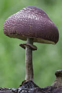 Image of Amanita brunneolocularis Tulloss, Ovrebo & Halling 1992