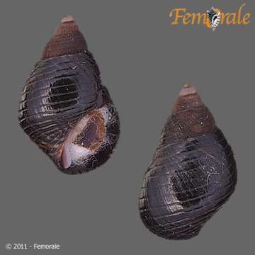 Image of Planaxidae