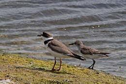 Image of Semipalmated Plover