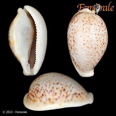 Image of cowrie