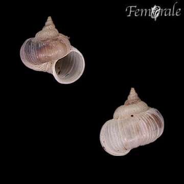 Image of unclassified Gastropoda