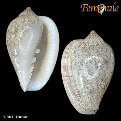 Image of Marginella Lamarck 1799