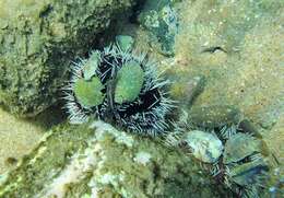 Image of Collector urchin