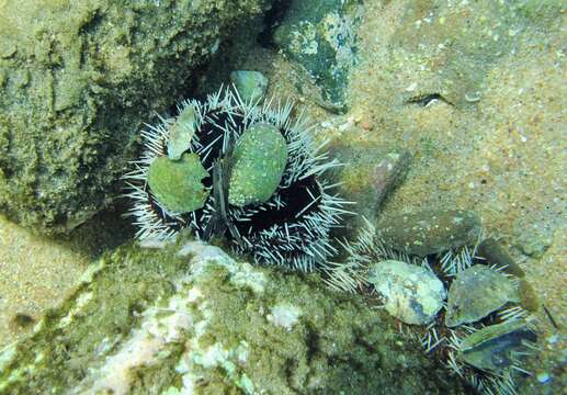 Image of Collector urchin