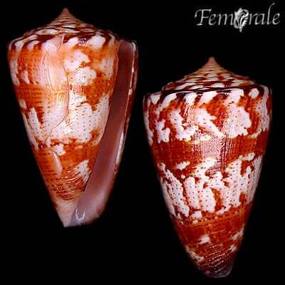 Image of Conus ziczac Megerle von Mühlfeld 1816