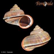 صورة Pomatiidae