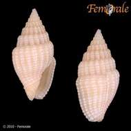 Image of Turbinelloidea Rafinesque 1815