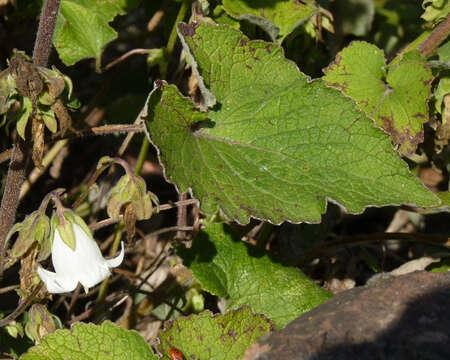 Imagem de Campanula dolomitica E. A. Busch